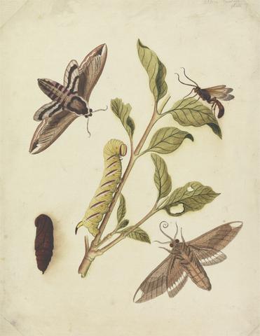 Eleazar Albin Privet Hawk Moths and Callajoppa Exaltatoria