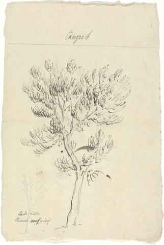 Luigi Balugani Juniperus Procera