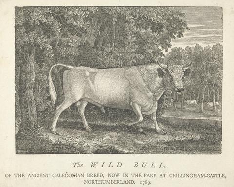 Thomas Bewick The Wild Bull, of the Ancient Caledonian Breed, Now in the Park, at Chillingham-Castle, Northumberland.
