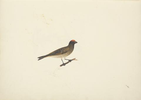 Luigi Balugani Unidentified Bird