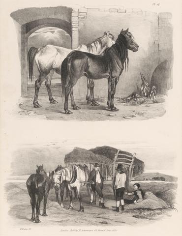Henry Walter Untitled Images of Livestock, Plate 14