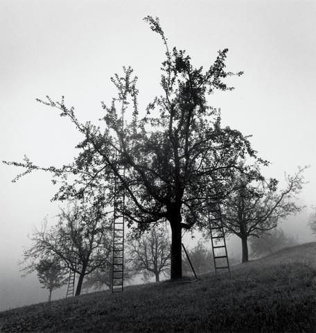 Michael Kenna Apple Trees, Dornach, Switzerland