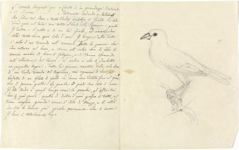 Luigi Balugani Study of a Bird