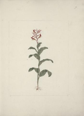 Luigi Balugani Canna bidentata Bertol. (Canna Lily; Indian Shot Plant): finished drawing