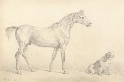 unknown artist Portraits of a Gray Horse and a Black and White Spaniel, the Property of the Right Honorable C. Arbuthnot, Esq., M.P.