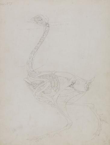 George Stubbs Fowl Body, Lateral View