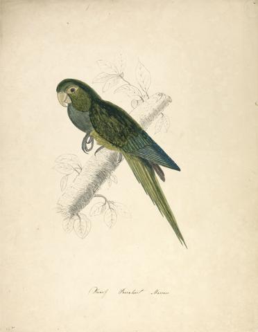 unknown artist Dwarf Parakeet Macaw