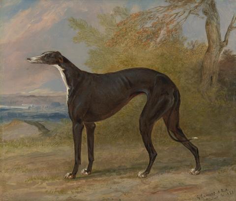 One of George Lane Fox's Winning Greyhounds: the Black and White Greyhound Bitch, Juno, also called Elizabeth