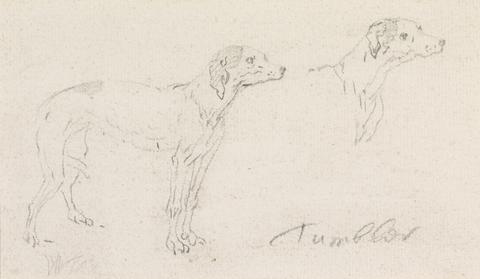 James Seymour Two Studies of Tumbler, a Dog