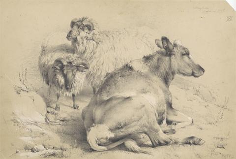  A Cow and Two Rams