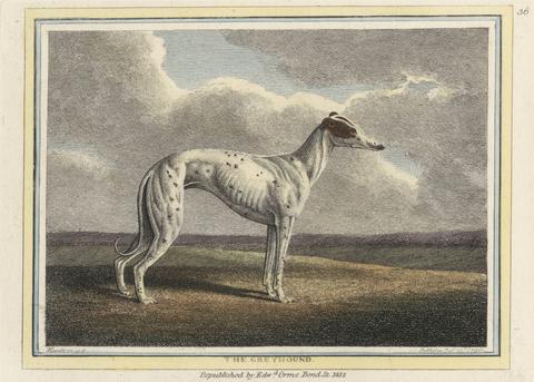 Samuel Howitt The Greyhound