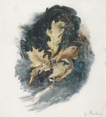 John Ruskin Study of an Oak Leaf
