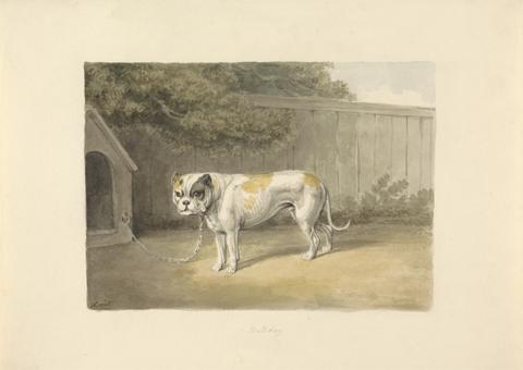 Samuel Howitt A Bulldog