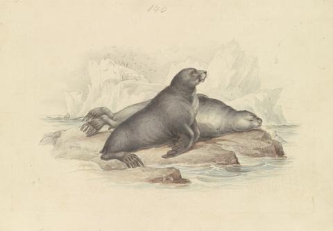 James Stewart New Zealand Fur Seal or Southern Fur Seal