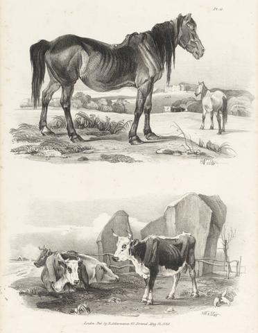 Henry Walter Untitled Images of Livestock, Plate 11