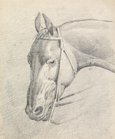 Henry Thomas Alken Head of a Horse Wearing a Bridle