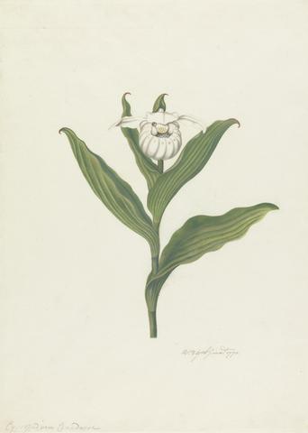 Robert Blyth Lady's Slipper (Cypripedium Canadense, Calceolus Maria)