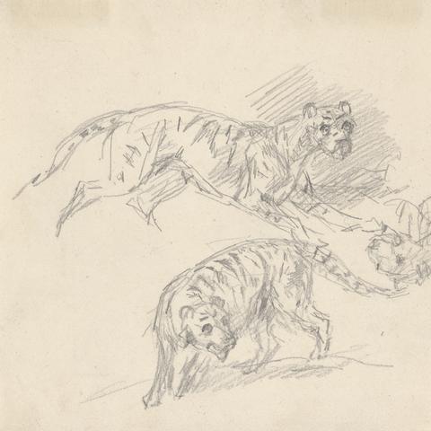 Sawrey Gilpin Studies of a tiger
