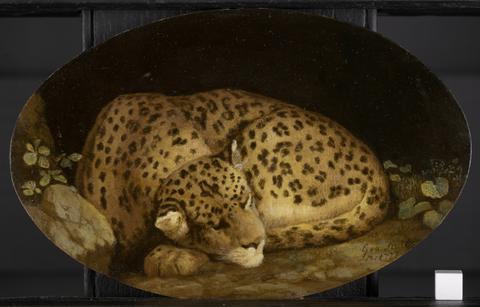 George Stubbs Sleeping Leopard