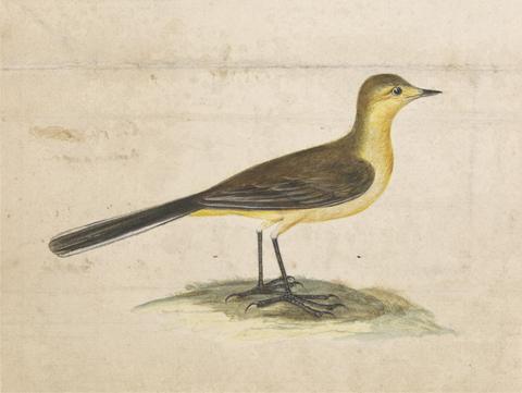 A Yellow Wagtail