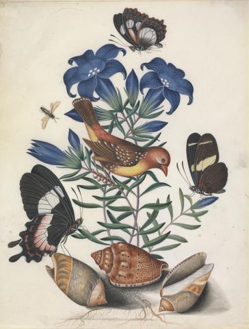 Bolton, James, active 1775-1795, artist. Red Avadavat (Amandava amandava), male, with Marsh gentian (Gentiana pneumonanthe L.) and (Lepidoptera Nymphalidae Pyrrhogyra sp.), common sawfly (Hymenoptera ?Tenthredinidae), and (Heliconius wallacei flavescens), Fluminense swallowtail (Parides ascanius) with shells, left and right, (Agaronia gibbosa Born, 1778), and center, (Voluta musica L. 1758), from the natural history cabinet of Anna Blackburne.
