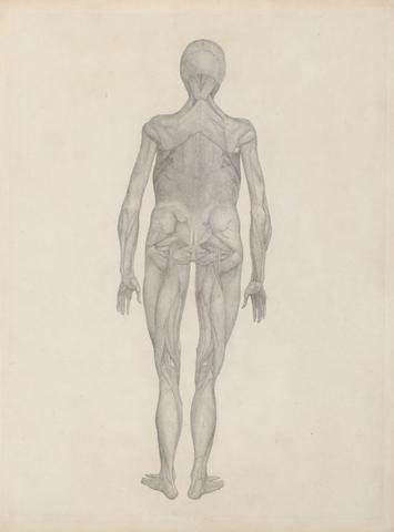 George Stubbs Human Figure, Posterior View (Finished Study for an Unpublished Plate)