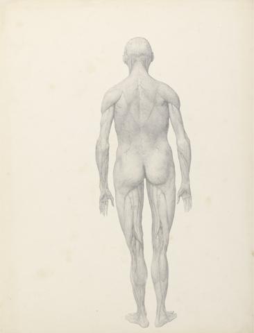 George Stubbs Human Figure, Posterior View, Partially Dissected (Finished Study for Table XII)