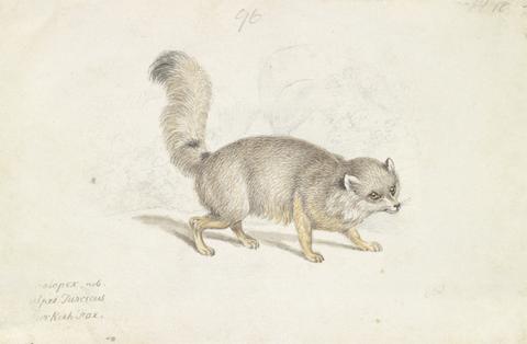 Charles Hamilton Smith Turkish Dog-Fox