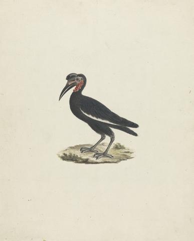 James Bruce Bocorvus abyssinicus (Abyssinian Ground Hornbill)