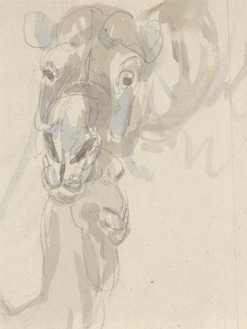 Sawrey Gilpin Study of a camel's head