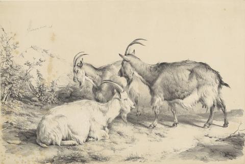  Three Goats