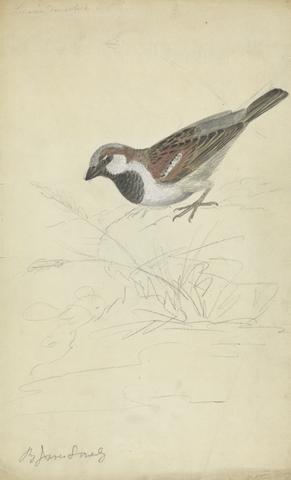 James Sowerby A House Sparrow