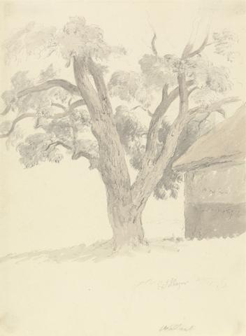 Robert Hills Walnut Tree