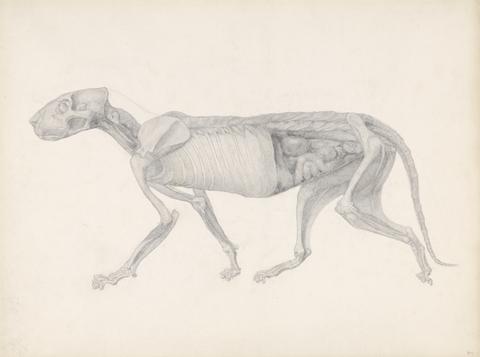 George Stubbs Tiger Body, Lateral View (Study for an unpublished table; shows a late stage in dissection)