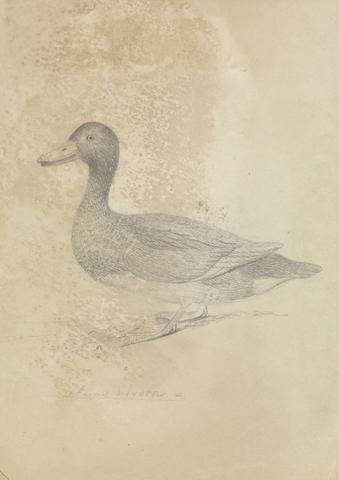 James Sowerby Ferruginous Duck