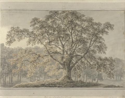 Amos Green Views in England, Scotland and Wales: Ash in Londesbro Park, May 1800