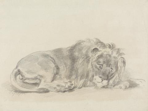 Lion Lying Down