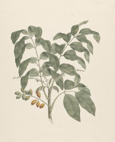 James Bruce Brucea antidysenterica J. Miller (James Bruce's Tree): finished drawing with stem of fruits added