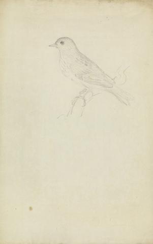 James Sowerby A Hedge Sparrow