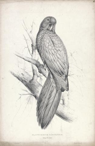 Edward Lear Platycereus Tabuensis / Tabuan Parrakeet (Plate 16)