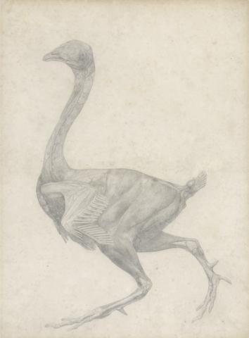 George Stubbs Fowl, Lateral View, with Skin and Underlying Fascial Layers Removed (Finished Study for Table XV)