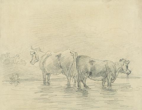 Sawrey Gilpin Cattle