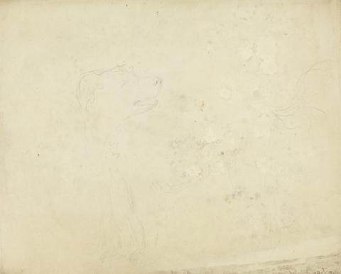 James Sowerby Slight sketch of a dog