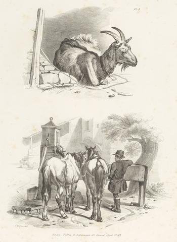 Henry Walter Untitled Images of Livestock, Plate 3