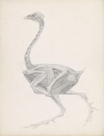 George Stubbs Fowl Body, Lateral View (Highly Finished Study for an Unpublished Table; Shows the Last Stage in Dissection)