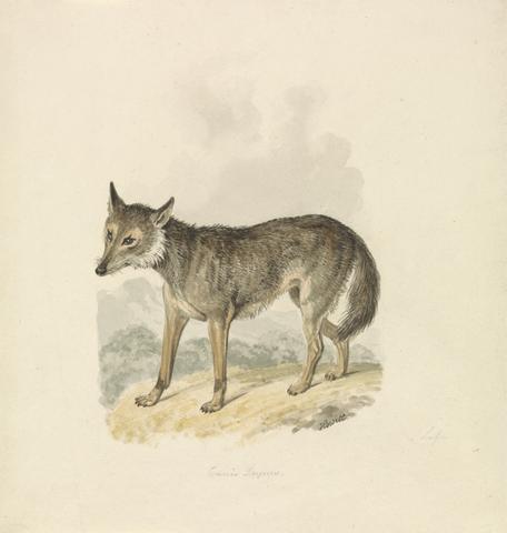 Samuel Howitt Canis Lupus, or Gray Wolf