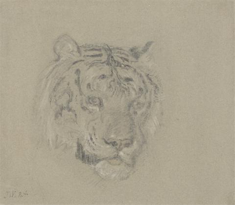 James Ward Head of a Tiger