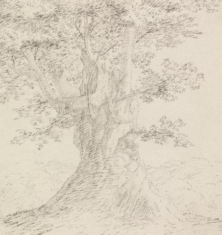 Henry Swinburne Tree Study