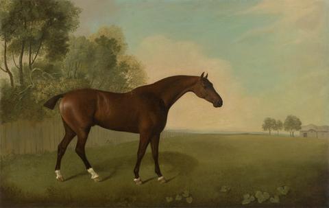 John Boultbee A Bay Horse in a Field