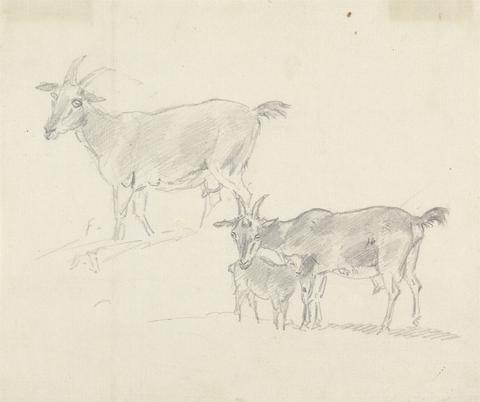 Sawrey Gilpin Study of Goats